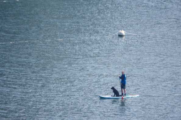 19 April 2020 - 10-53-11 
One man and his board dog.
----------------------
Paddle boarder plus his dog on river Dart